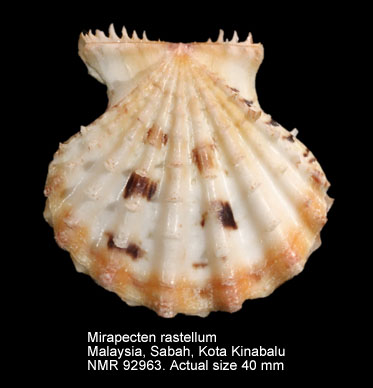 Mirapecten rastellum (9).jpg - Mirapecten rastellum(Lamarck,1819)